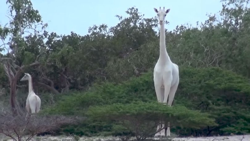 Nadir görülen beyaz zürafa, avcilar tarafindan öldürüldü