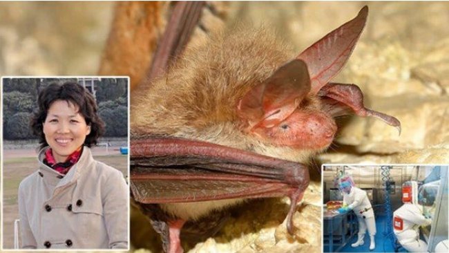 Çin: Covid-19'u çözen bilim insani susturuldu...