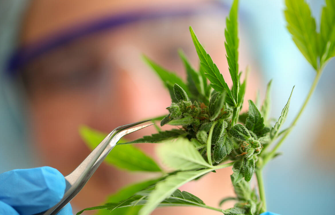 Uzmanlar, Kovid-19 tedavisi için tibbi keneviri inceliyor