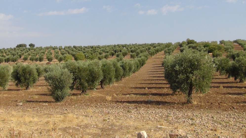 Türkiye, Efrin zeytin yagini ABD’ye pazarlamaya çalisiyor iddiasi!