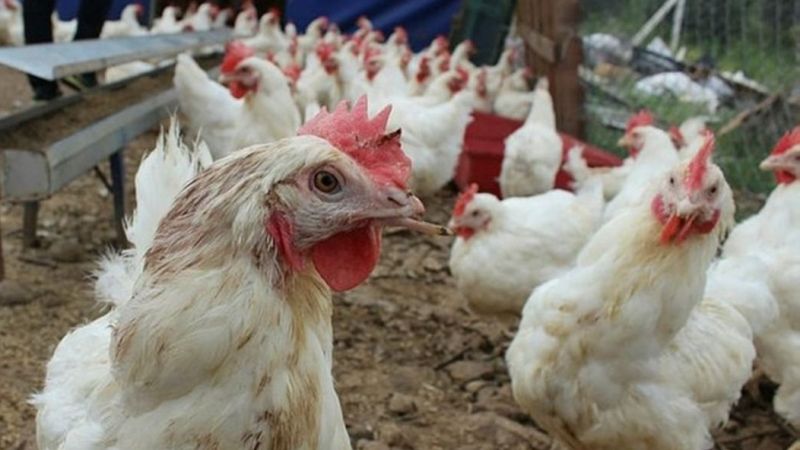 Dünyada ilk defa labaratuvarda üretilen tavuk eti satisina onay çikti