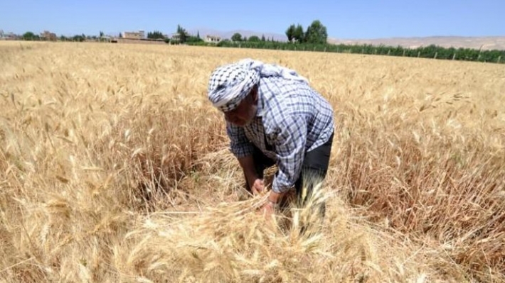 Bagdat, Kürt çiftçilerin bugday parasinin bir kismini ödedi