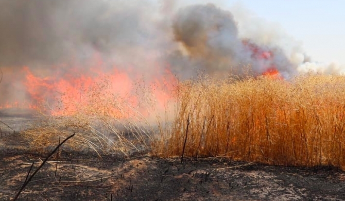 Kerkük | Ithal Araplar Kürtlerin ekinlerini yakmaya devam ediyor!