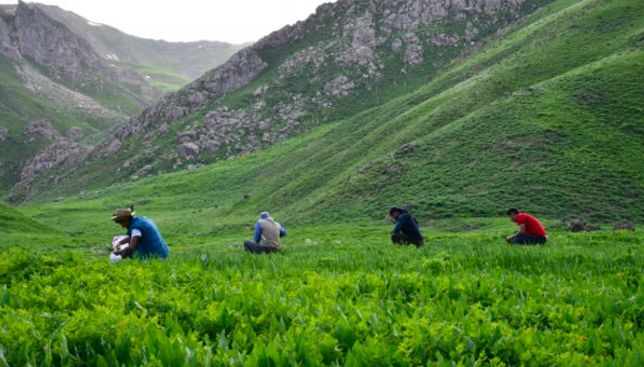 Sirnak yaylalari, otlu peynir yapmak isteyenler ile doldu