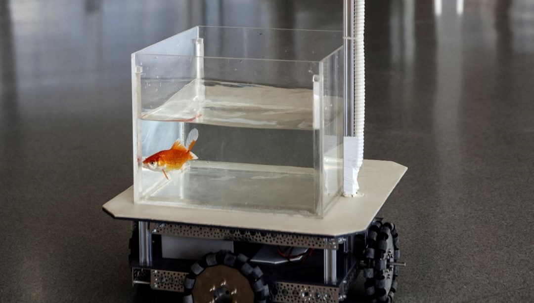 Japon baliklari araba kullanmayi ögrendi: Yön bulup gezebiliyorlar