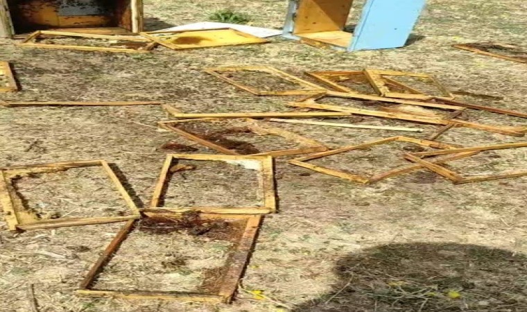 Li Gimgimê hirçên birçî man êrîsê kewarên hingiv kirin