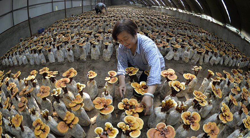 Doga mucizesi: Reishi mantari