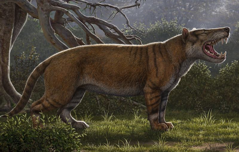 Dünya üzerindeki en büyük yirtici hayvan Kenya’da bulundu