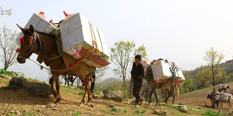 Iran pasdarlari Kürt kolberlere saldirdi atlarini öldürdü!