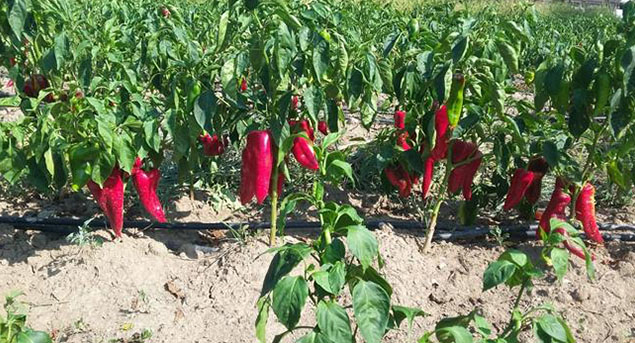 Mucizevi besinin sasirtan faydalari oldukça fazla