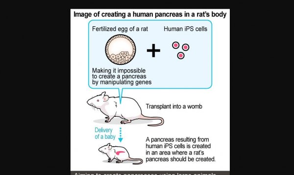 Ilk insan-hayvan deneyi yapilacak!