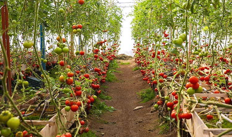 بەرهەم خۆماڵی و ناوخۆییەکان زیاد دەکرێن و پەرەیان پێدەدرێت