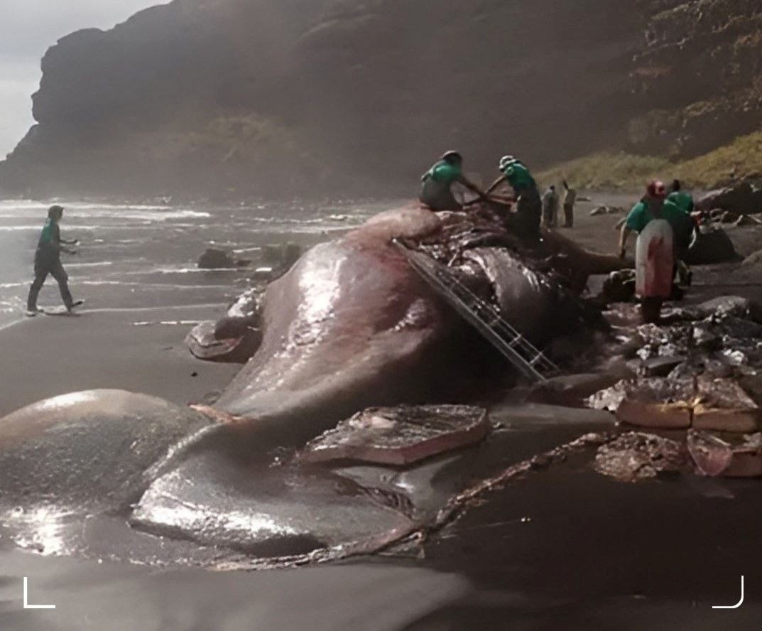 دۆزینەوەی گەنجینەیەک بە بڕی ٥٠٠ هەزار یۆرۆ لە سکی نەهەنگێکەوە