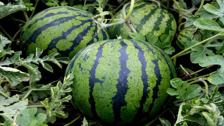 شووتی نهێنییەکی شاراوە بۆ پاریزگاری کردنت لە کۆرۆنا