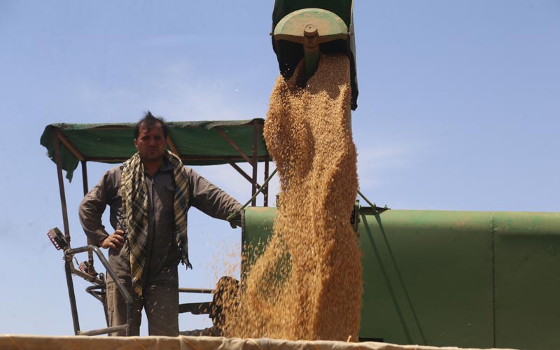 بە داخەوە ڕێژەی وەرگرتنی گەنمی ئەمساڵی دیاریکراوی کوردستان لە لایەن بەغداوە بێ ویجدانییە