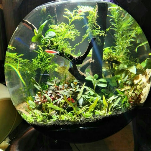 ٥ گیای سرووشتی بۆ پاک و خاوێنکردنەوەی گورچیلەکان