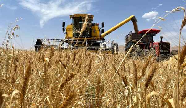هێرشەكەی ئەمڕۆی ڕوسیا نرخی گەنمی لە جیهاندا بەرزكردەوە