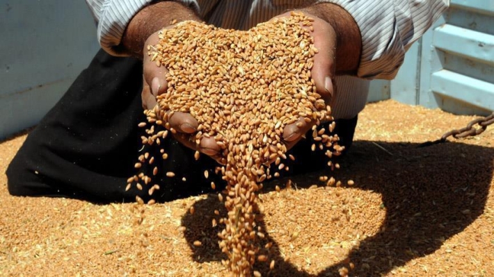 پڕۆسەی وەرگرتنی گەنمی جوتیاران دەستیپێكرد