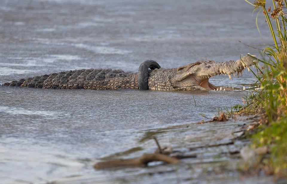 دوای ٦ ساڵ تایەیەک لە ملی تیمساحێک دەرهێنرا