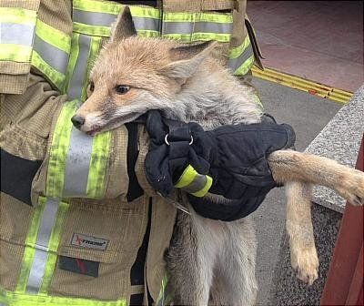 ڕێویەکان لە ناو شاری تاران بەم هۆکارەوە ڕوویان لە زیادبوون کردووە