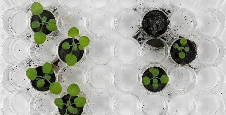 زانایان بۆ یەکەمین جار لە خاکی مانگ ڕووەک یان ڕواند