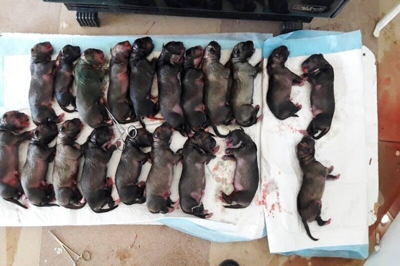 لە حاڵەتێکی دەگمەندا لە مەریوان سەگێک بە سکێک ٢٠ بێچووی بوو