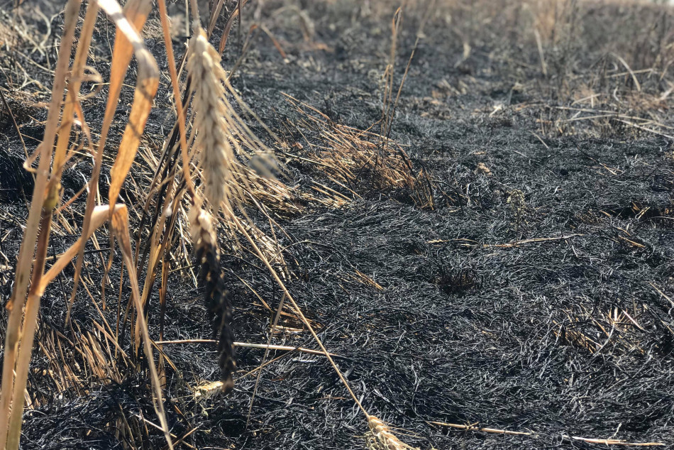 مەخموور  ...   نزیکەی ٢٠٠ دۆنم زەوی و زار سووتێندراوە