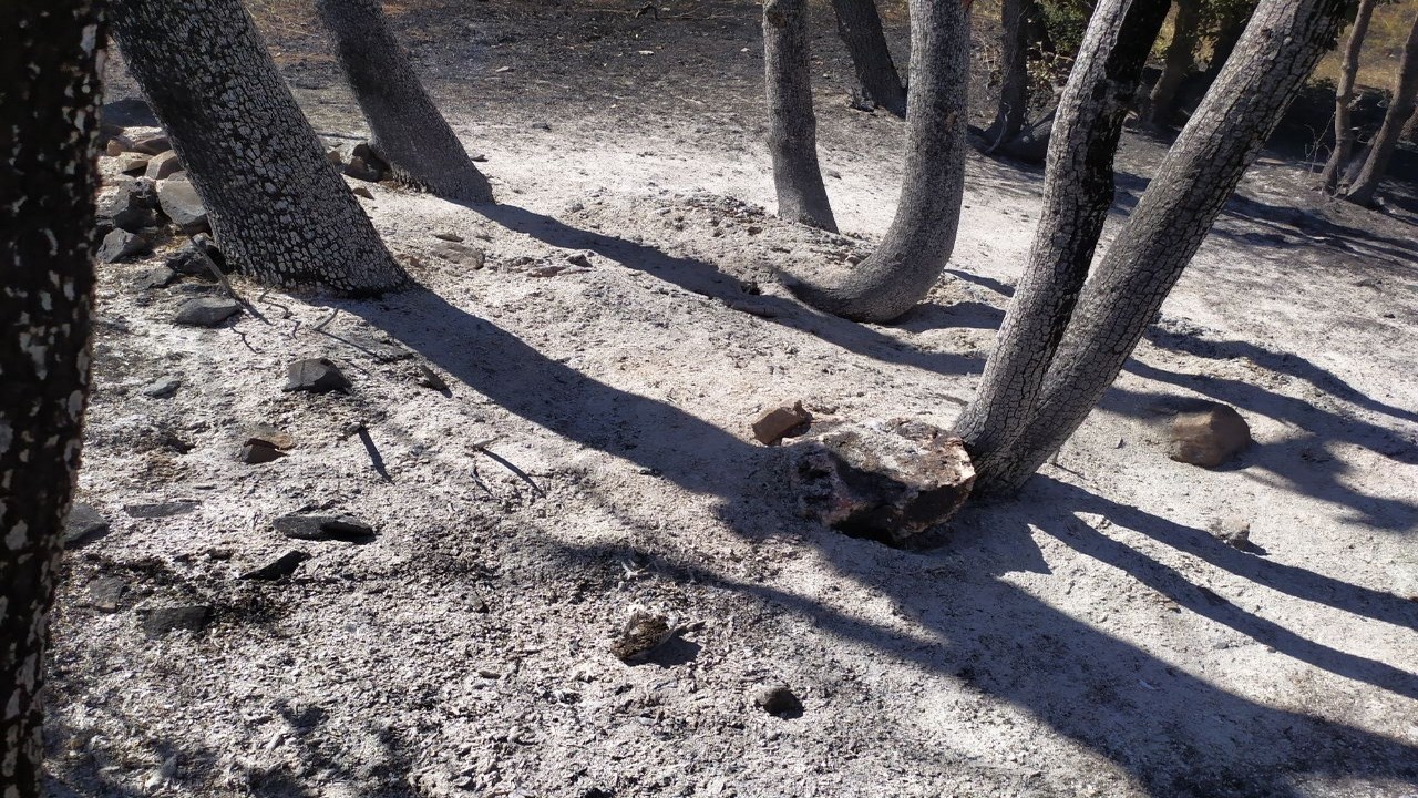 ئاگرکەوتنەوە لە دارستانەکانی سەردەشت بەردەوامە