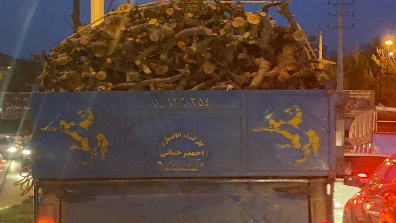 بڕینەوە و فرۆشتنی دار لە شارەکانی ڕۆژهەڵاتی کوردستان بەردەوامە