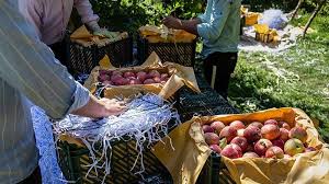 ئەمساڵ بەرهەمی سێو لە پارێزگای ورمێ دەگاتە 1.5 ملیۆن تۆن