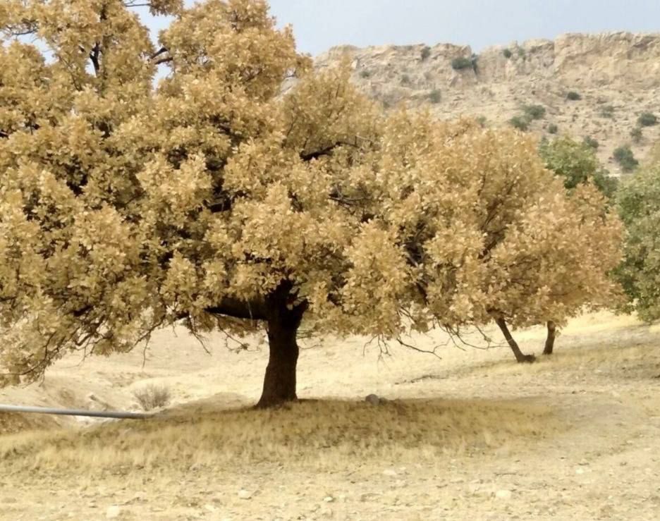 ئافەتێکی گەورە زیاتر لە ٦٠ هەزار دۆنم لە دارستانەکانی زاگرۆس وێران دەکات