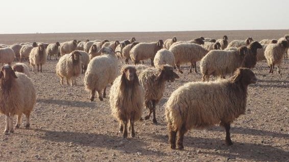 ڕفاندنی پێنج شوانی خەڵکی خورماتوو لەلایەن داعشەوە