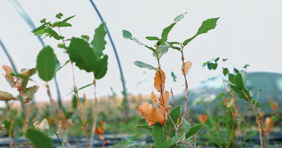 له‌ پێنج ساڵدا یەک میلیۆن تۆی داربەڕو لەهەولێر دەچێندرێت