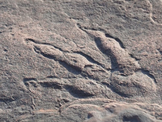 منداڵێکی چوار ساڵه شوێن پێی دایناسۆڕێکی دۆزیەوە