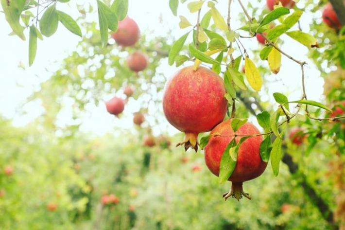 هەناری هەڵەبجە هەناردەی ئیمارات دەکرێت