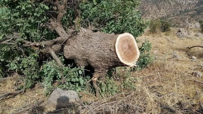 حكومه‌ت هه‌ڵوێستی خۆی له‌باره‌ی بڕینه‌وه‌ی داره‌كانی كوردستان له‌لایه‌ن تۆركیاوه‌ ده‌ربڕی