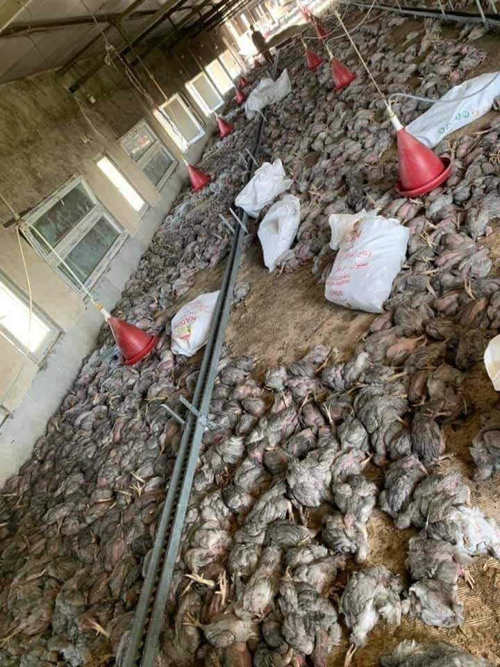 بە هۆی ئاگرکەوتنەوە ١٦ هەزار مریشک مردار بوونەوە