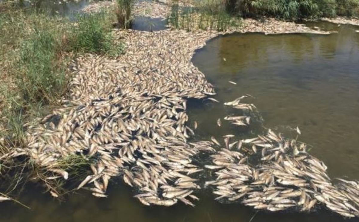 لە کرماشان هەزاران ماسی بەهۆی کەمبوونەوەی ئاو مرداربوون