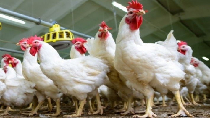 هاوردەكردنی مریشك لە عێراقەوە بۆ هەرێم قەدەغە دەكرا