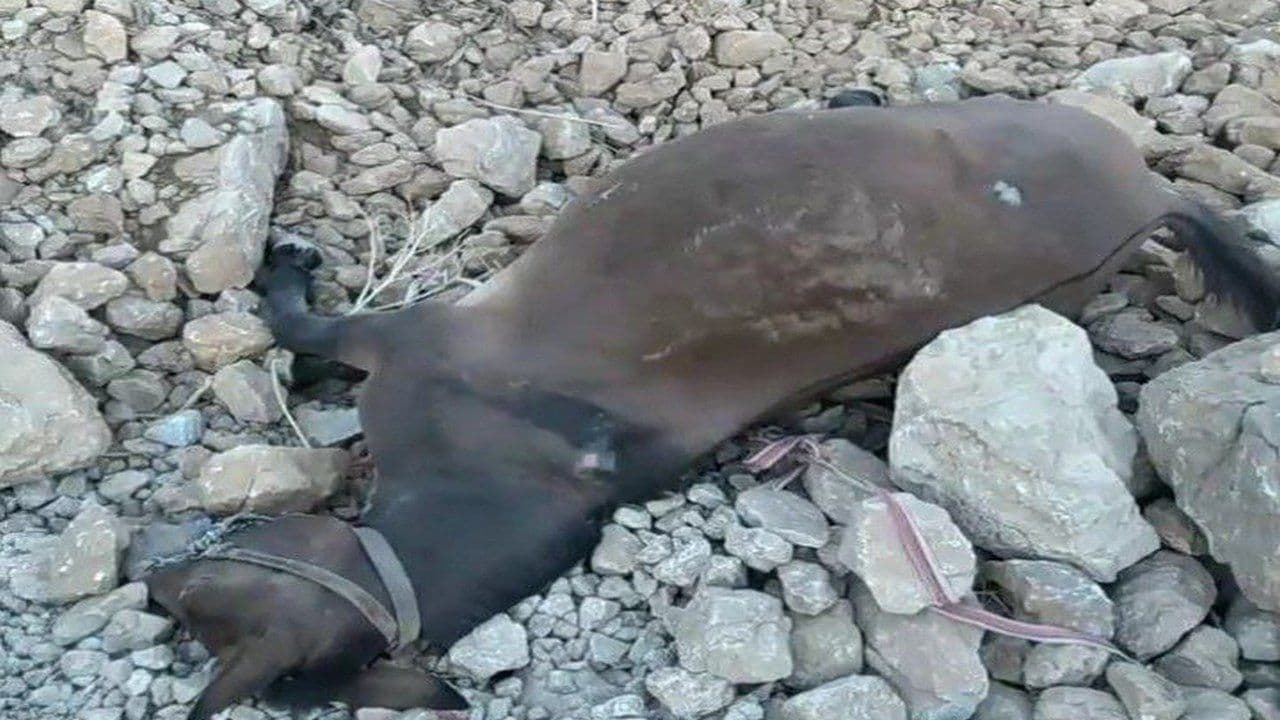 هەورامان : کوژرانی ١٢ سەر ئەسپ و ئاگردانی کەل و پەلی کاسبکاران