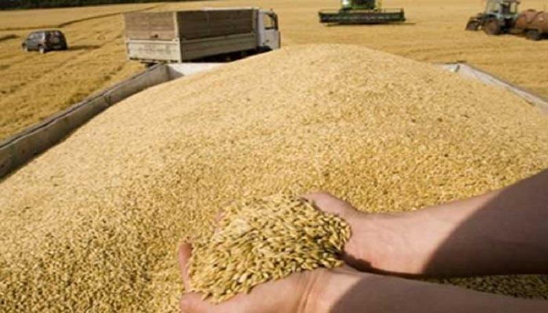 پارەی گەنمی جوتیارانی مەخمور دابەشدەکرێت