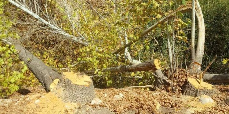 لەنێوبردنی ژینگەی کوردستان لەلایەن مۆرەکانی سەر بە ڕێژیمەوە بەردەوامە