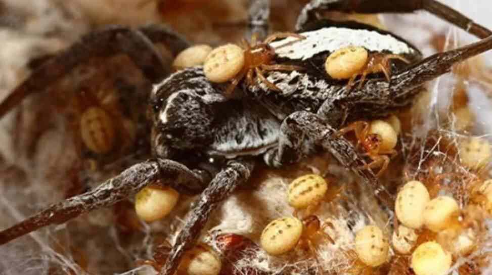 دایکێکی دڵسۆز کە جەستەی خۆی دەکاتە خۆراک بۆ منداڵەکانی