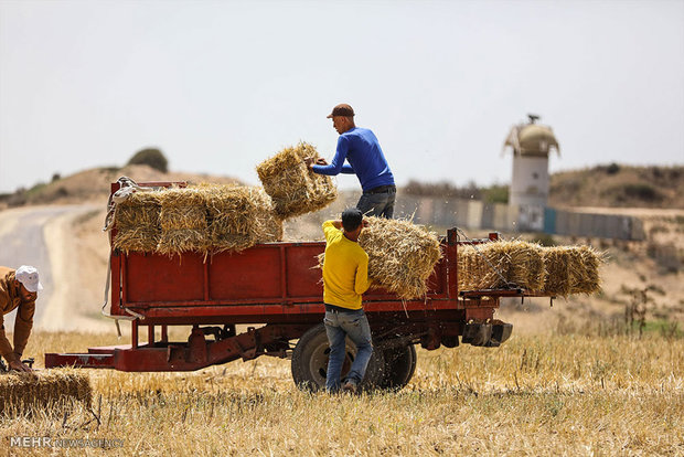 بە ئامادەبوونی ١١ ووڵات و ١٥٠ کۆمپانیای ناوخۆیی و نێودەوڵەتی پێشانگای تایبەت بە بەرهەم کشتووکاڵی دەکرێتەوە