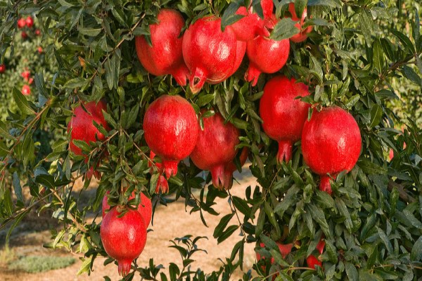 هەناری  کوردستان هەناردەی ئەورووپا دەکرێت