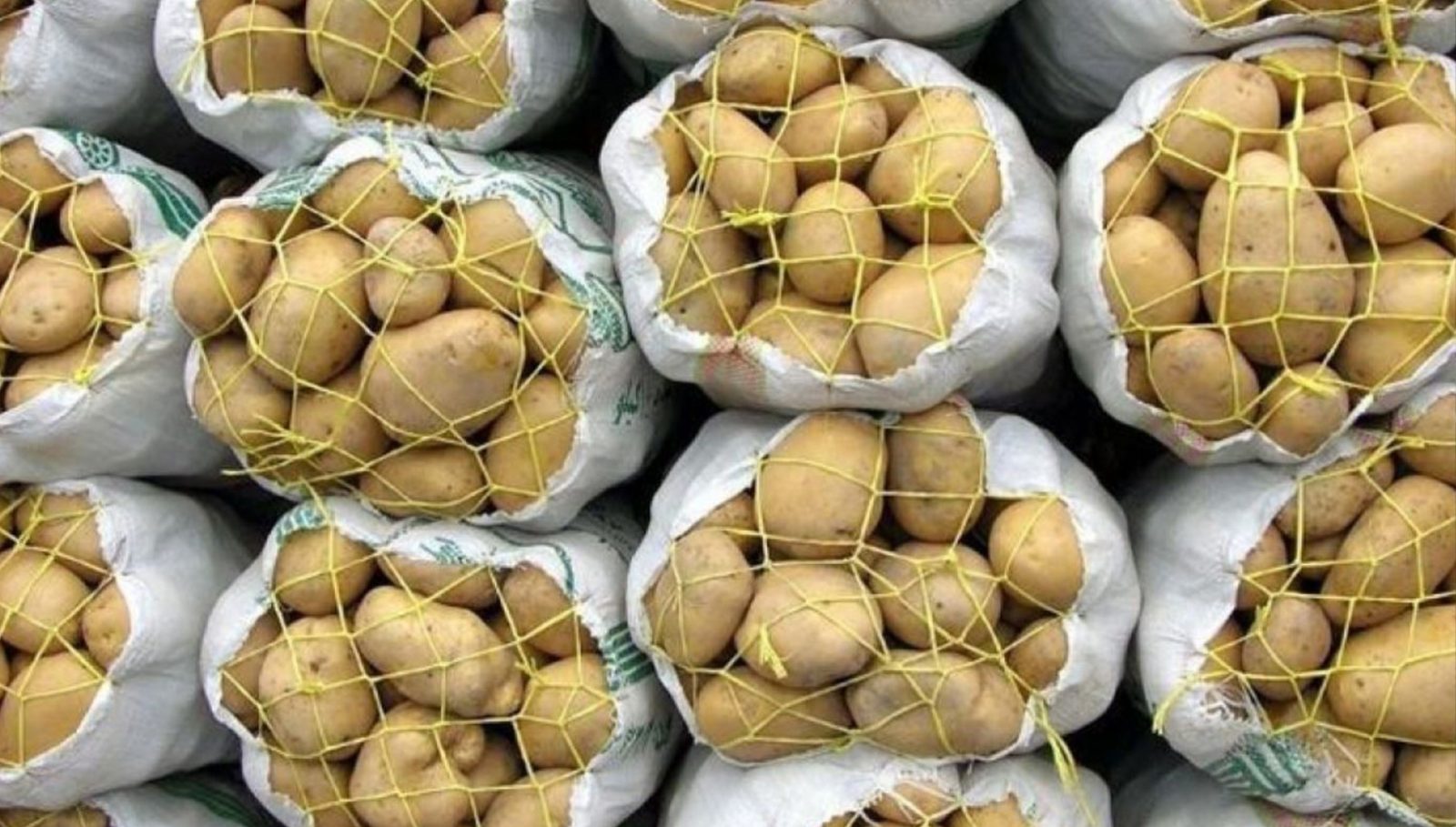 وەزارەتی کشتوکاڵی هەرێمی کوردستان 500 تۆن پەتاتە هەناردەی دەرەوە دەکات