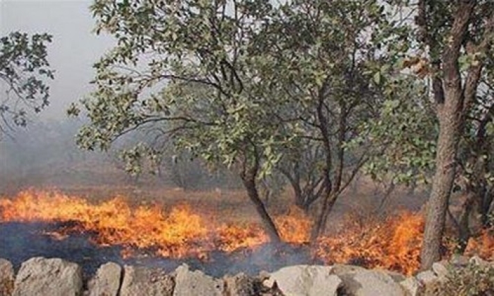 451 دۆنم پوش و پاوان لە سلێمانی سووتا