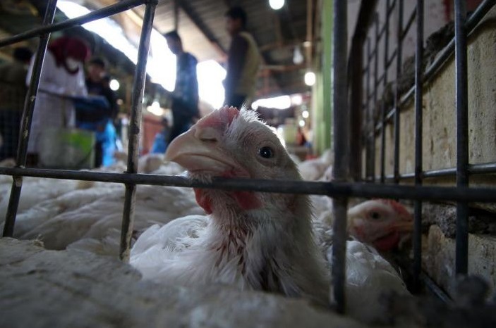 وەزارەتی كشتوكاڵ و سەرچاوەكانی ئاو: ئەنفلۆنزای باڵندە لە هەرێم تۆمار نەكراوە