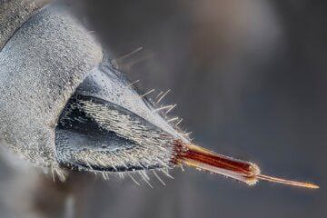 خراپترین ئازار لە جیهاندا چییە؟