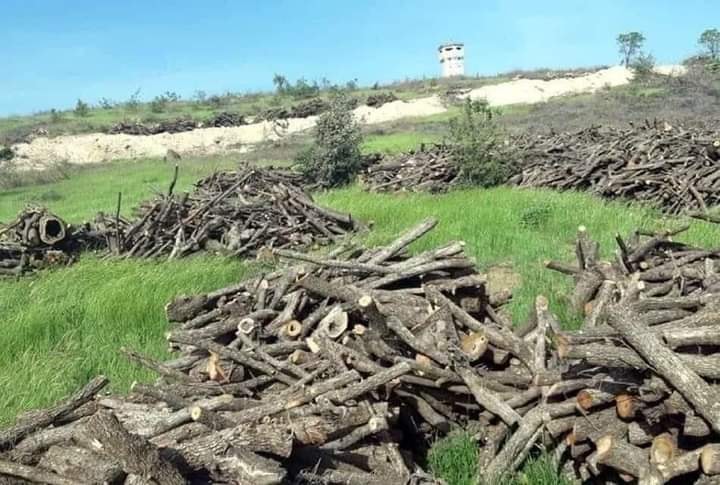 پەرلمانی عێراقیش لە سەر بڕینەوەی دارەکانی هەرێمی کوردستان هاتە دەنگ